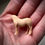 Thumbnail: Micro Damson - Motherly Highland Pony Mare