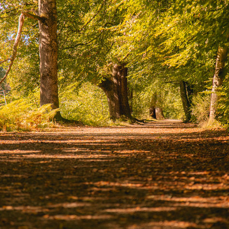 Exploring Crieff's Best Walks: A Guide to Scenic Trails.