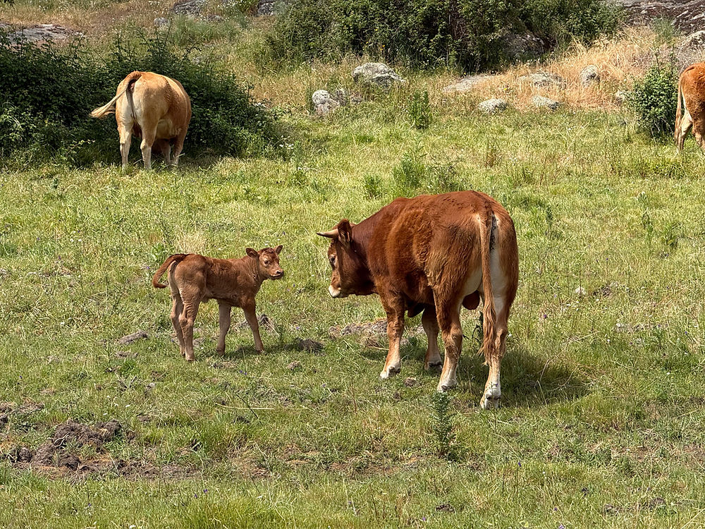 Rinderhaltung Weidehaltung Marvão