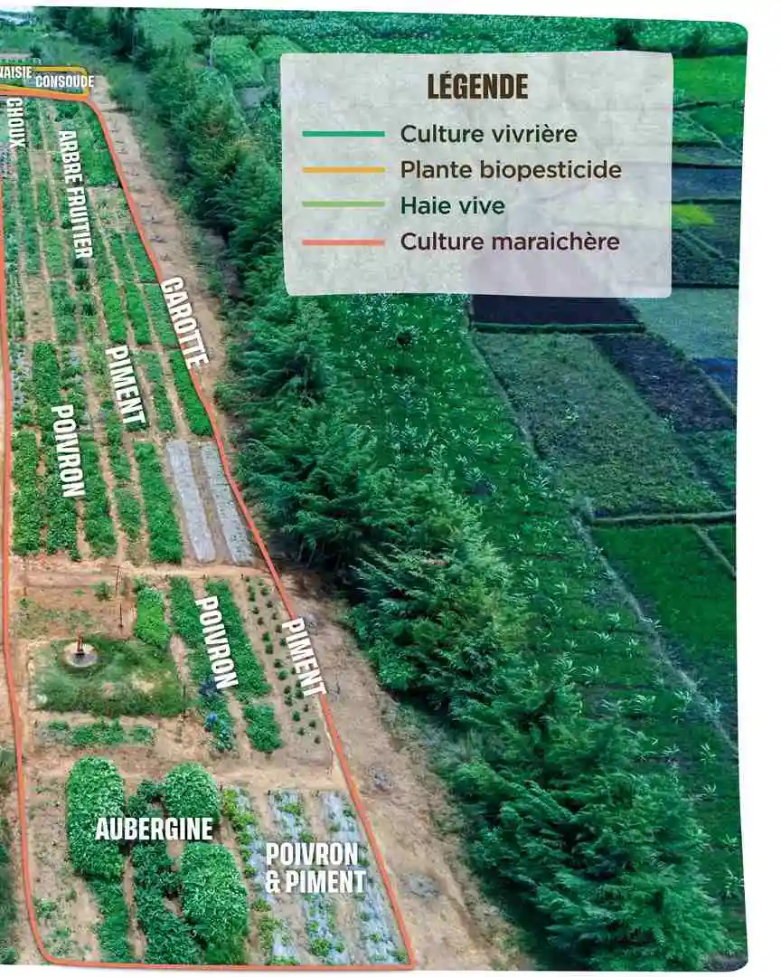 vue drône du site vitrvue drône avec haie vive et culture