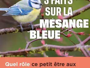 Mésange bleue