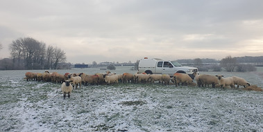 Sheep in the snow