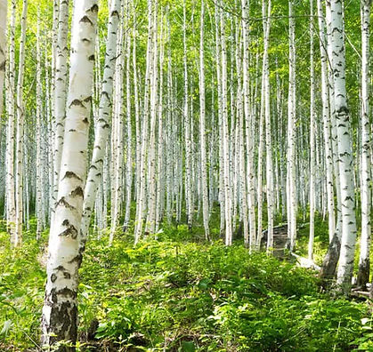 Birch-Tree.jpg
