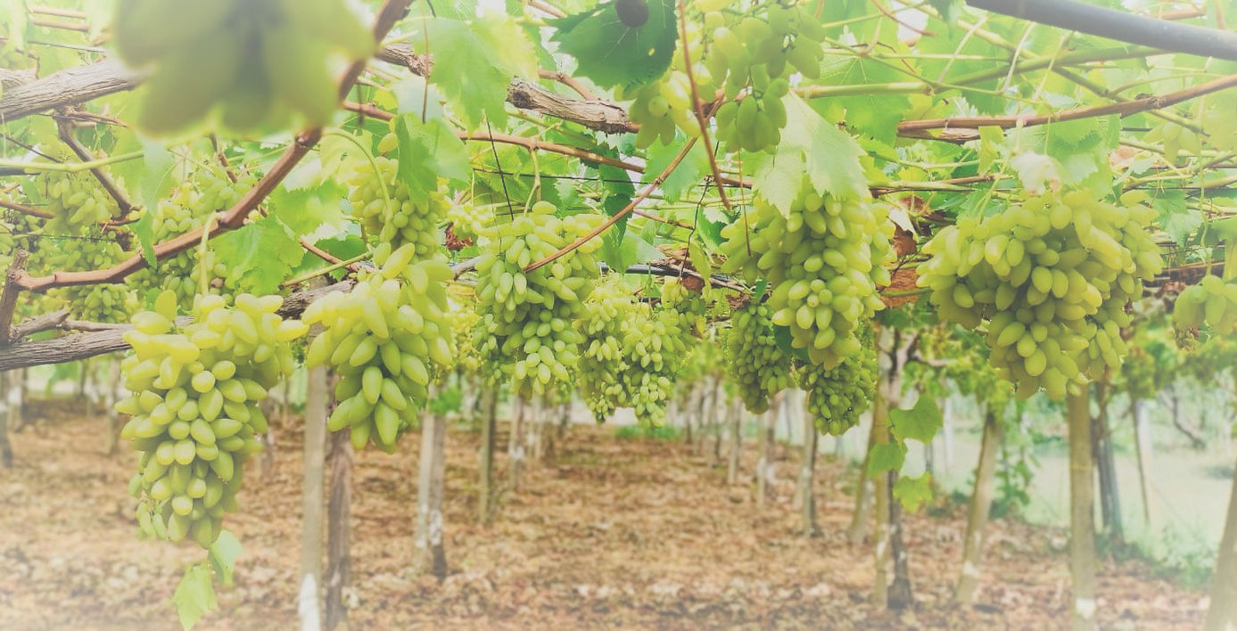 "Uva Pizzutello, con acini allungati e leggermente appuntiti",