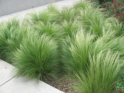 stipa tenuisima