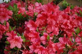 azalea salmon
