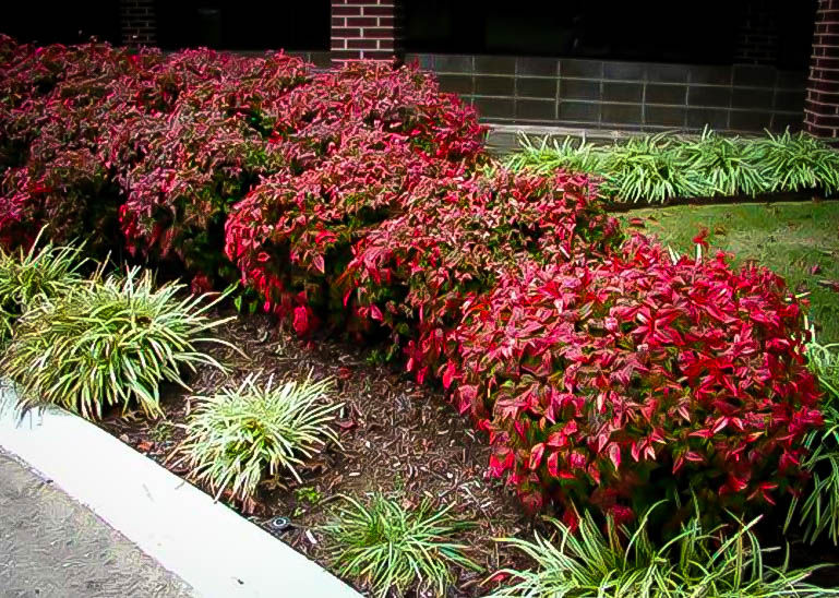 nandina firepower