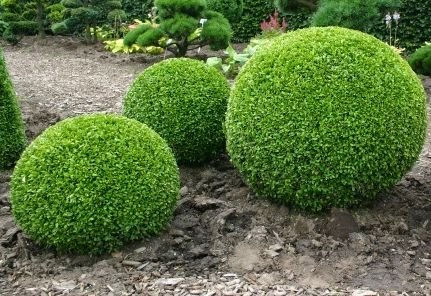 buxus