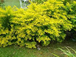 duranta aurea
