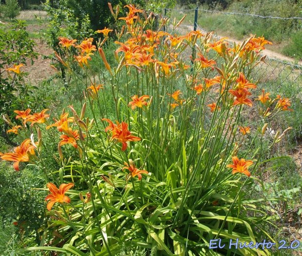 hemmerocalis naranja