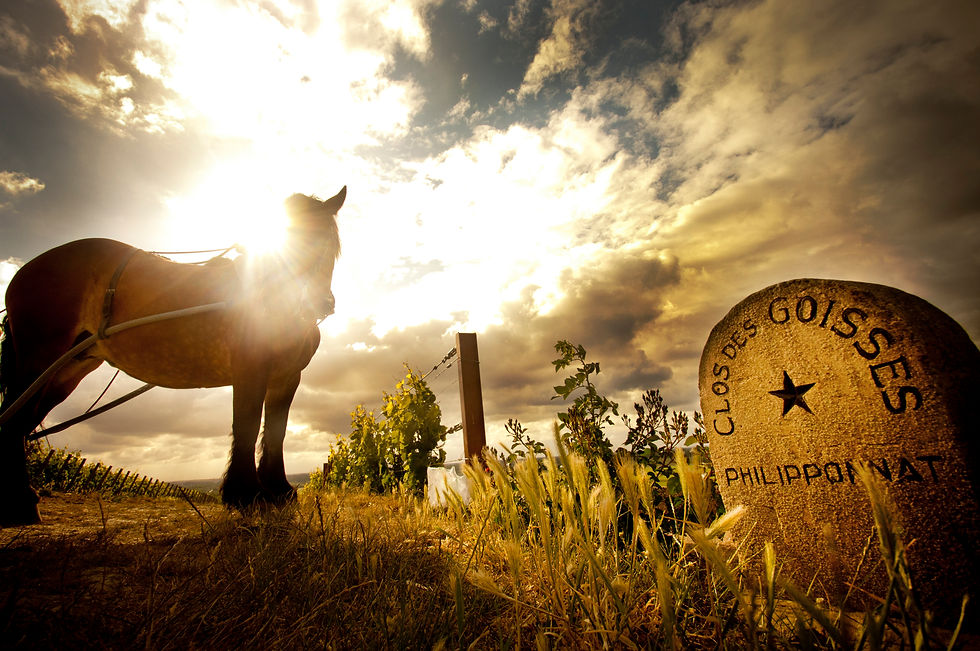 philipponnat__philipponnat_mareuil_ay_cheval_clos_des_goisses_2jpg_10189