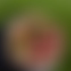 Ant grilio keptos vaisių salotos su trupiniais