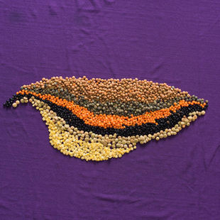 Viskas, ko reikia, kad nepasiklystumėte lęšių įvairovėje