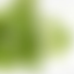 Žinomų filosofų mityba: nuo 3 kilogramų vaisių per dieną iki žalio aštuonkojo