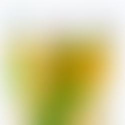 Erškėtrožių vaisių arbata