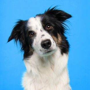 #Alfošuo. Kodėl augintinį geriau maitinti skirtingu metu ir kaip skaityti šunų ėdalo etiketes?