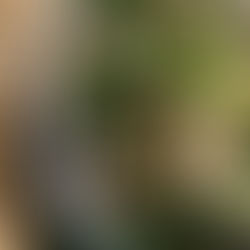 Vietnamietiška sriuba su „Earl grey“ arbata (Receptas)