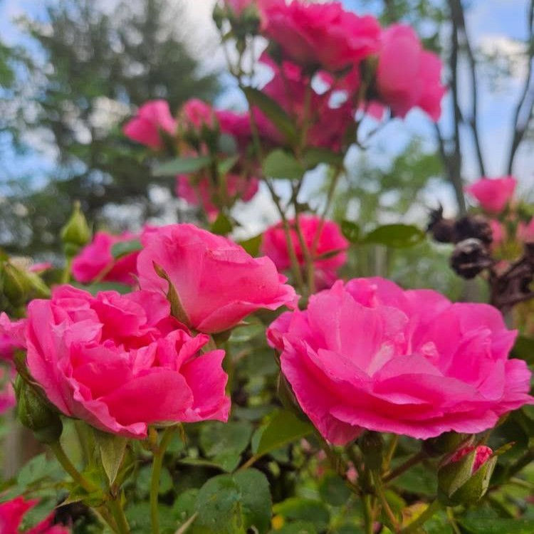縮圖：Rose+Hibiscus Oxymel