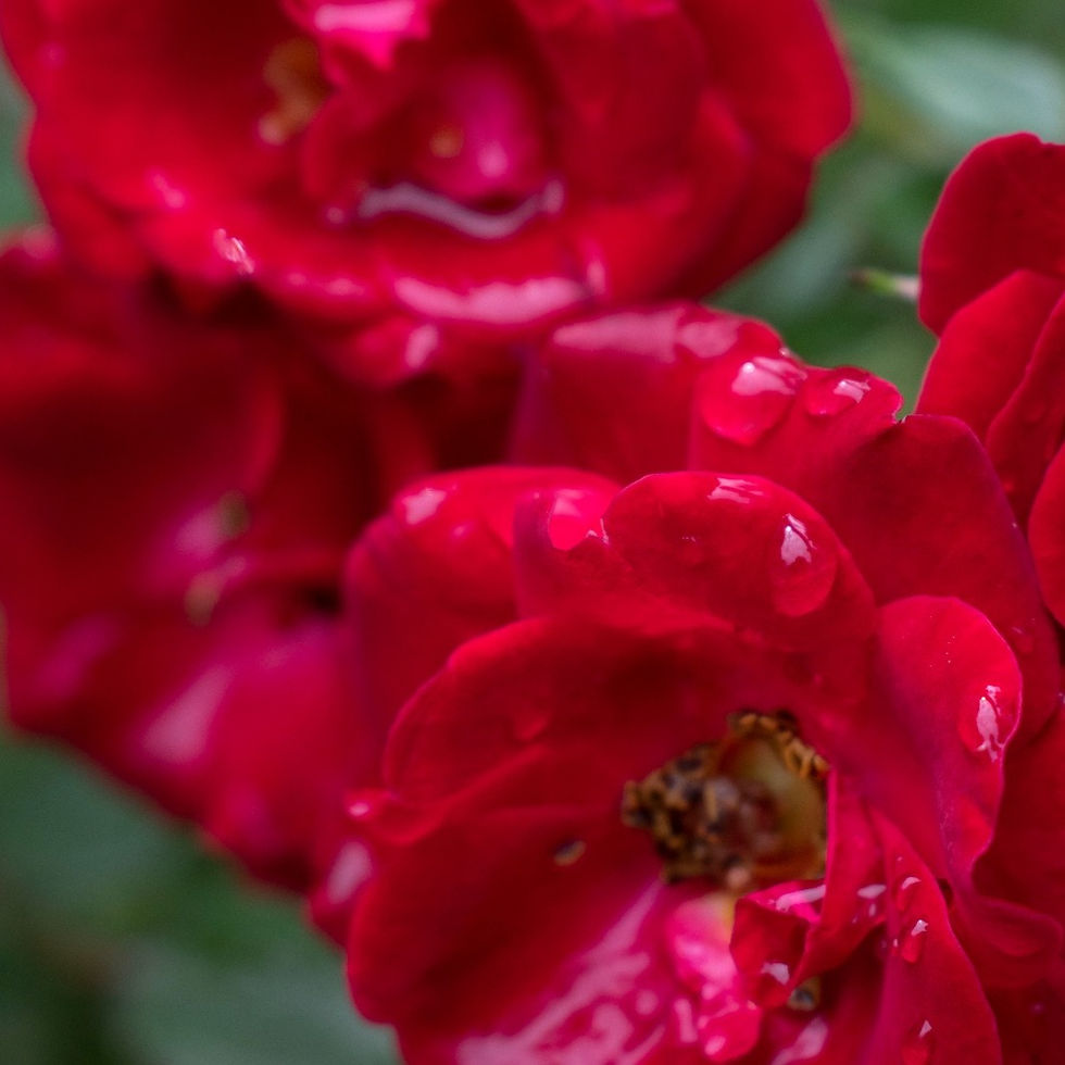 サムネイル： Rose Tulsi Mousse Mask