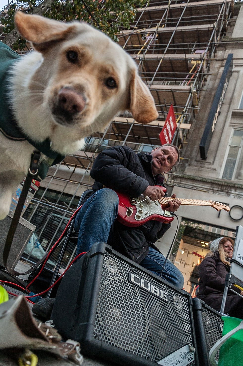 dogbusker