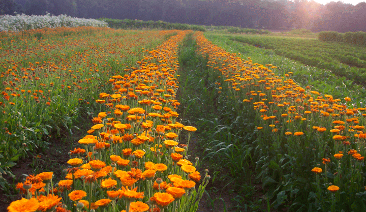 field_large