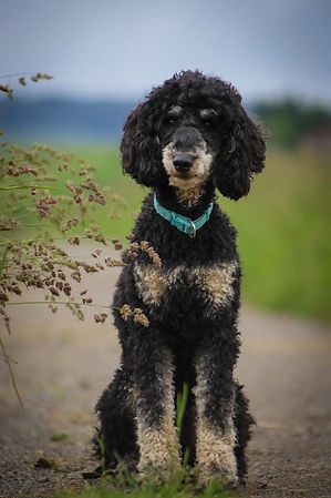 Schulthess image0.jpeg