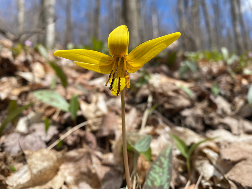 Groen Nature Preserve - Trout Lily