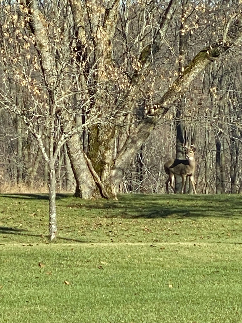 Groen Nature Preserve- deer