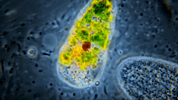 ezgif.com-video-to-gif.gif