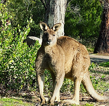 Experience the Grampians roo.jpeg