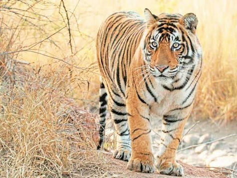 मुकुंदरा टाइगर रिजर्व में 10 दिन में दो बाघों की मृत्यु, जांच होगी