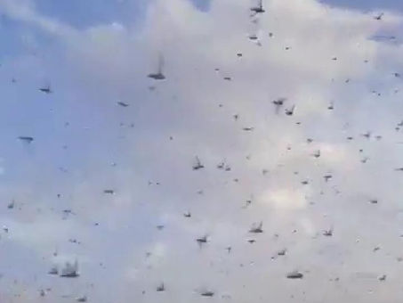 देवली में टिड्डियों का हुआ हमला टिड्डियों के अचानक हमले से फैली सनसनी