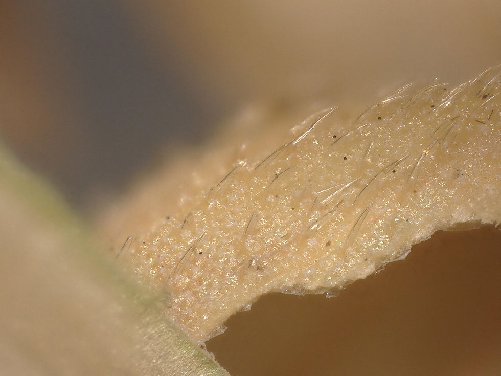 HML rice husk_2 copy.jpg
