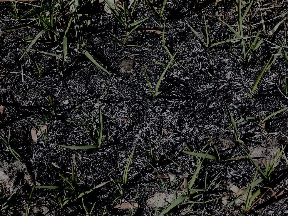 Biochar2 copy.jpg