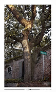 Charleston (USA) // 2026