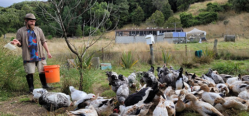 20230225-Luke-Caring-For-and-Selecting-Chooks-and-Ducks.jpg