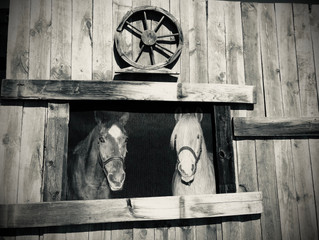 New Horses at TBRAGT -- Meet Jolene and Royce
