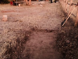 Digging has started as we begin to fashion our Haunted Mini Golf Course @ Teddy Bear's Ranch and