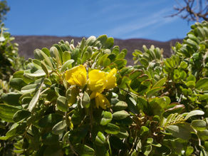 Native Plant Highlight: Māmane