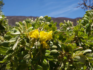 Native Plant Highlight: Māmane