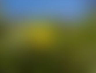 Native Plant Highlight: Māmane