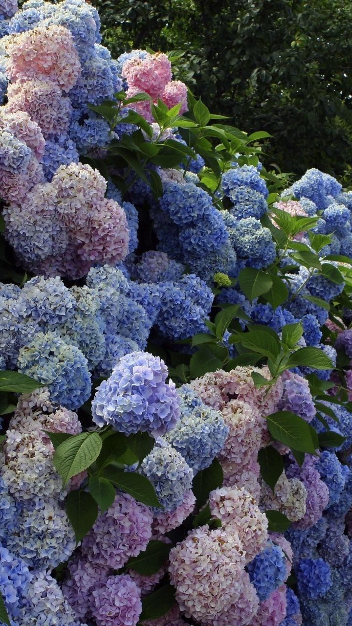 Hydrangeas in October: For Nonny