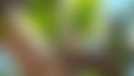 Nature of Hawaii Pt 1: A Photo Series