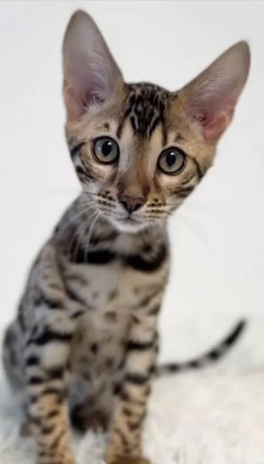 ベンガル猫の女の子