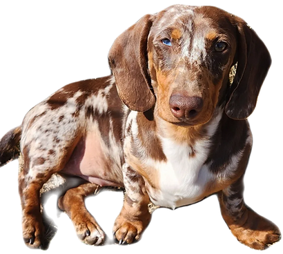 Presley.png
