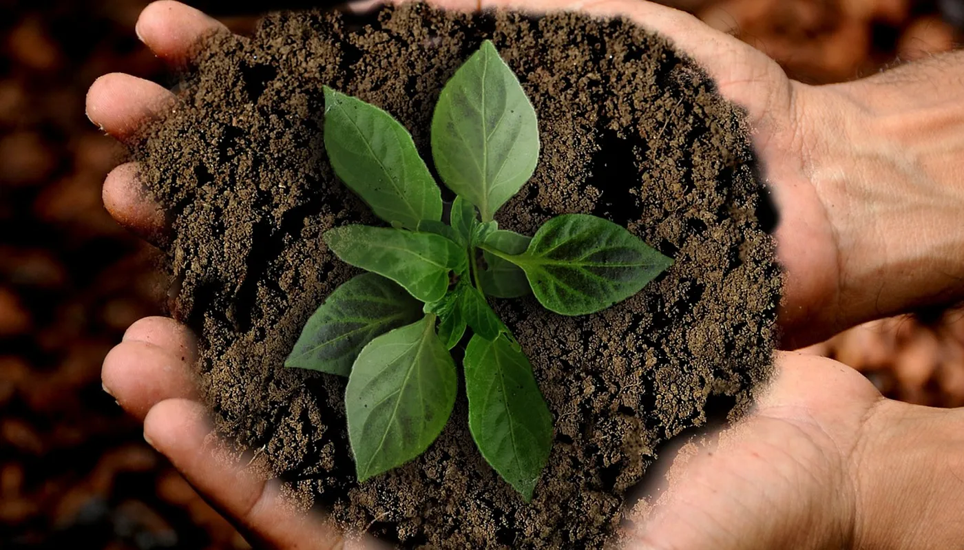 Hands holding soil and a young plant