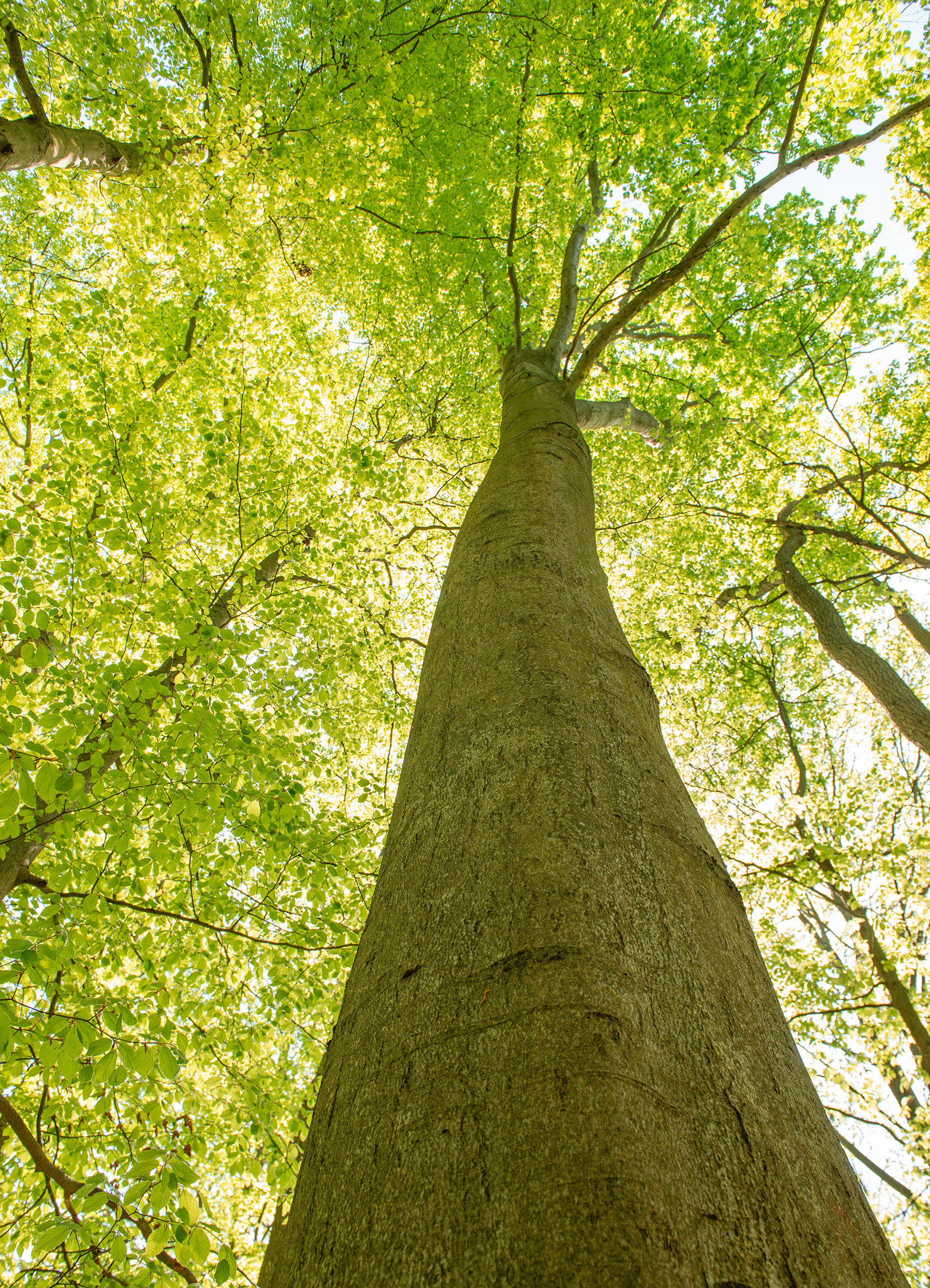 Mit starken Wurzeln in die Zukunft gehen | Modul 3