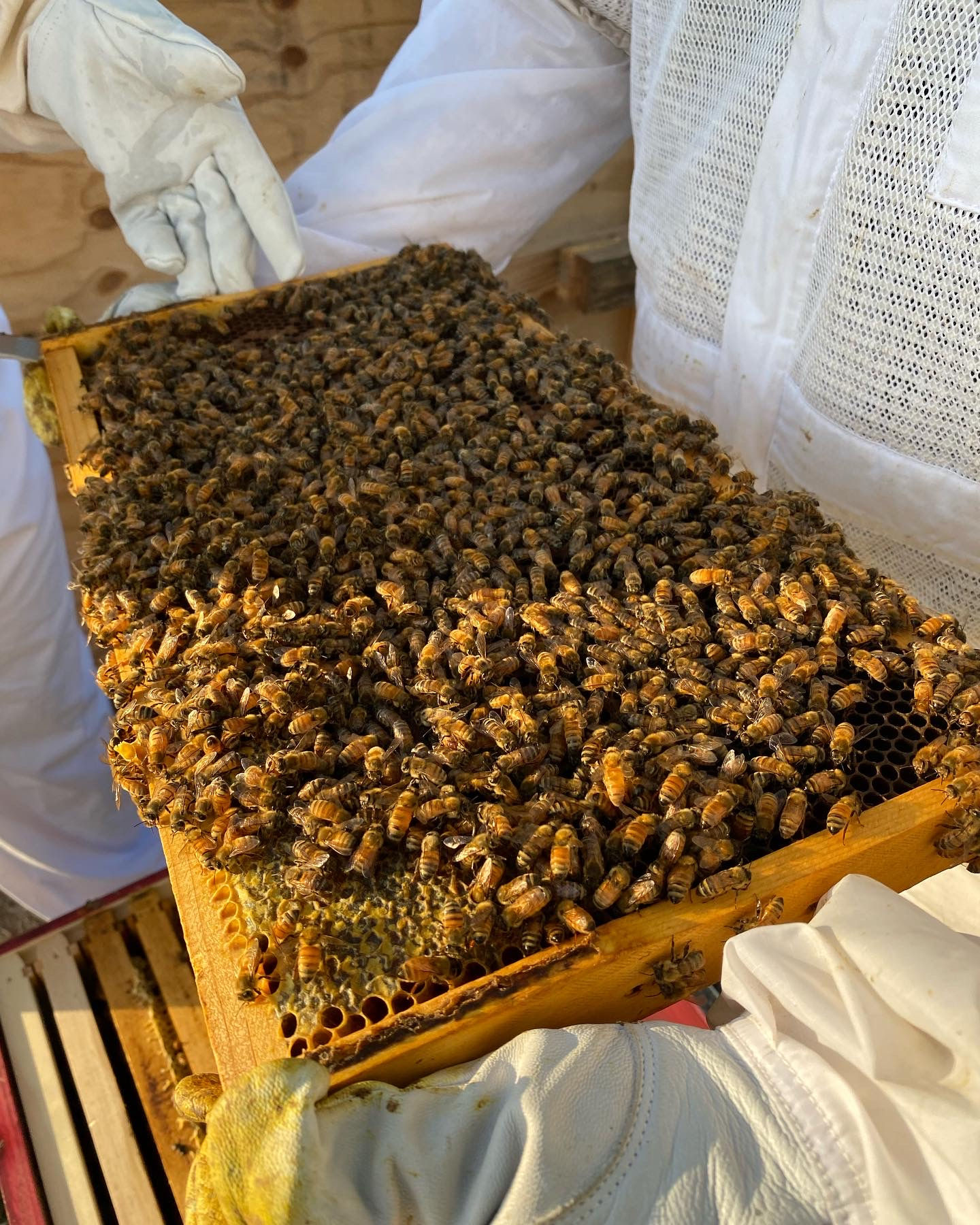 Local Farm-Raised  Honey
