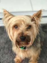 Monty-office-dog.jpeg