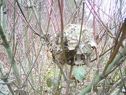 Summer nest of a dormouse (by Pete Newbold)